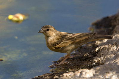 Lark-like Bunting - Leeuwerikgors - Emberiza impetuani