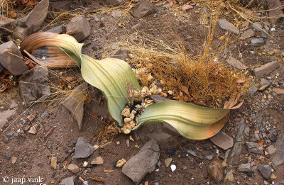 Welwitschia - Welwitschia mirabilis