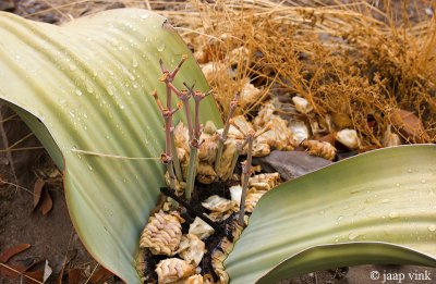 Welwitschia - Welwitschia mirabilis