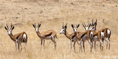 Springbok - Antidorcas marsupialis