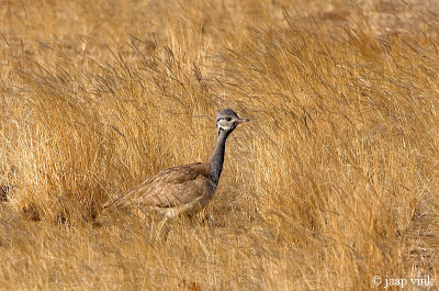 Rppell's Korhaan - Rppells Trap - Eupodotis rueppellii