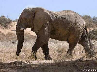 African Elephant - Afrikaanse Olifant - Loxodonta africana