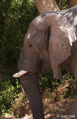 African Elephant - Afrikaanse Olifant - Loxodonta africanaf