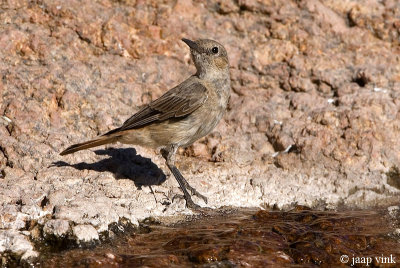 Familiar Chat - Roodstaartspekvreter - Cercomela familiaris