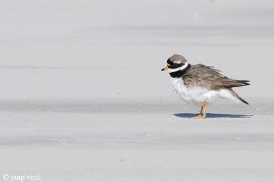 Common Ringed Plover - Bontbekplevier - Charadrius hiaticula