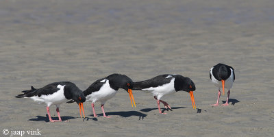 Oystercatcher - Scholekster - Haematopus ostralegus