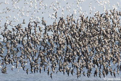 Bar-tailed Godwit - Rosse Grutto - Limosa lapponica