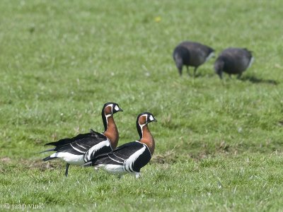 Red-breasted Goose - Roodhalsgans - Branta ruficollis