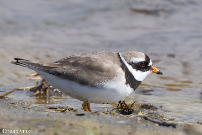 Ringed Plover - Bontbekplevier - Charadrius hiaticula