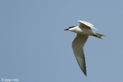 Gull-billed Tern - Lachstern - Gelochelidon nilotica