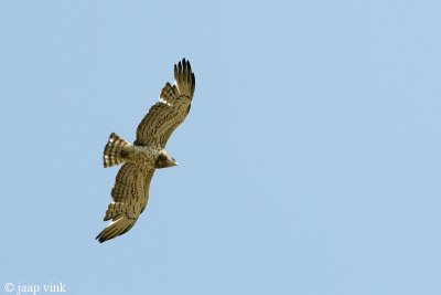 Short-toed Eagle - Slangenarend - Circaetus gallicus