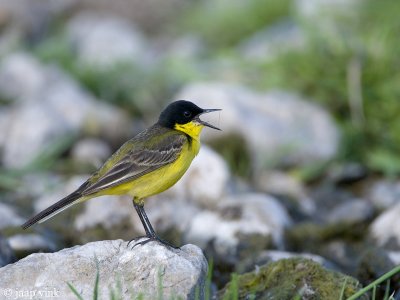 Black-headed Wagtail - Balkankwikstaart - Motacilla feldegg