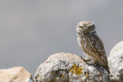 Little Owl - Steenuil - Athene noctua