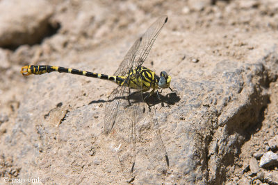 Small Pincertail - Oostelijke Kleine Tanglibel - Onychogomphus forcipatus albitibialis