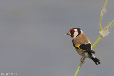 Goldfinch - Putter - Carduelis carduelis