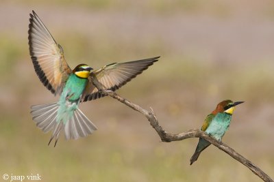 Bee-eater - Bijeneter - Merops apiaster