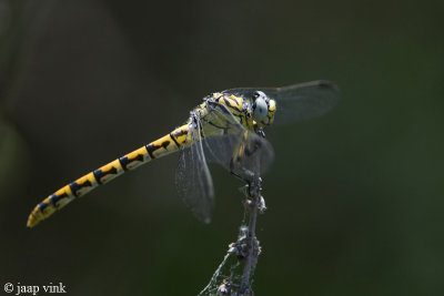 Small Pincertail - Oostelijke Kleine Tanglibel - Onychogomphus forcipatus albitibialis