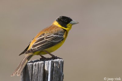 Black-headed Bunting - Zwartkopgors - Emberiza melanocephala