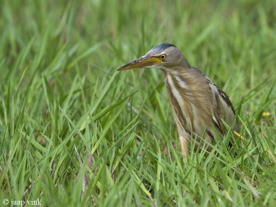 Little Bittern - Woudaap - Ixobrychus minutus