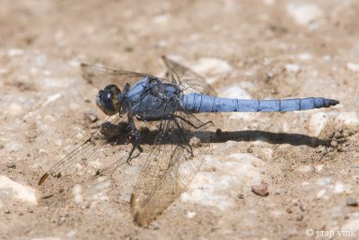 Southern Skimmer - Zuidelijke Oeverlibel - Orthetrum brunneum