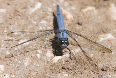 Southern Skimmer - Zuidelijke Oeverlibel - Orthetrum brunneum