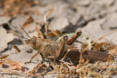 Egyptian Grasshopper - Bloemkoolsprinkhaan - Anacridium aegyptium