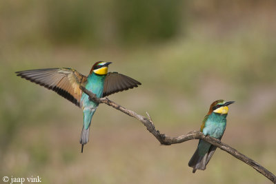 Bee-eater - Bijeneter - Merops apiaster