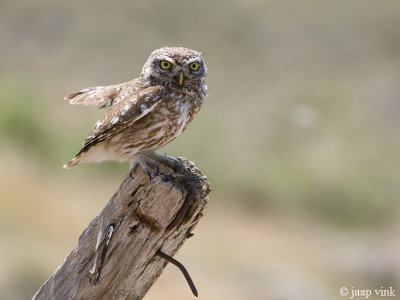 Little Owl - Steenuil - Athene noctua