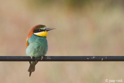 Bee-eater - Bijeneter - Merops apiaster