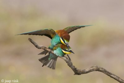 Bee-eater - Bijeneter - Merops apiaster