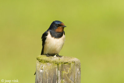 Barn Swallow - Boerenzwaluw - Hirundo rustica