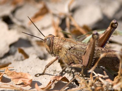 Egyptian Grasshopper - Bloemkoolsprinkhaan - Anacridium aegyptium