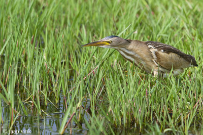 Little Bittern - Woudaap - Ixobrychus minutus