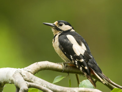 Great Spotted Woodpecker - Grote Bonte Specht -Dendrocopos major
