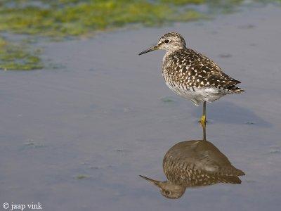 Wood Sandpiper - Bosruiter - Tringa glareola