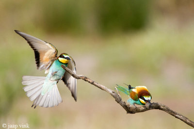 Bee-eater - Bijeneter - Merops apiaster