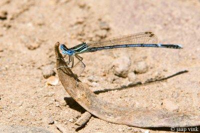 White-legged Damselfly - Blauwe Breedscheenjuffer - Platycnemis pennipes