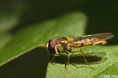 Marmelade Hoverfly - Snorzweefvlieg - Episyrphus balteatus