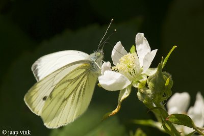 Green-veined White - Klein Geaderd Witje - Pieris napi