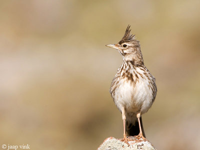 Crested Lark - Kuifleeuwerik - Galerida cristata