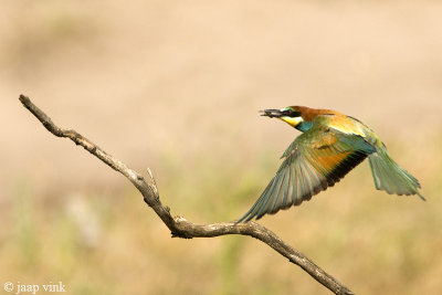 Bee-eater - Bijeneter - Merops apiaster