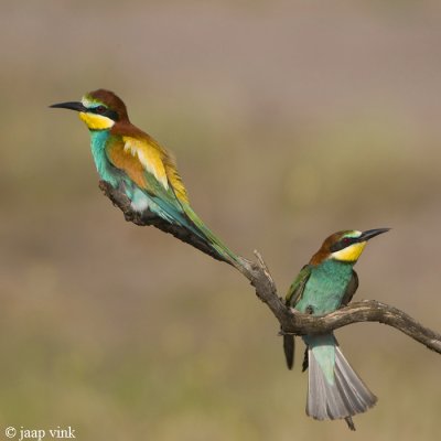 Bee-eater - Bijeneter - Merops apiaster