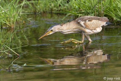 Little Bittern - Woudaap - Ixobrychus minutus