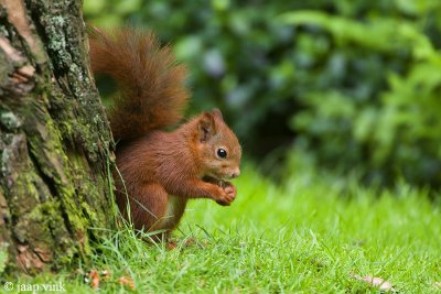 Red Squirrel - Rode Eekhoorn - Sciurus vulgaris