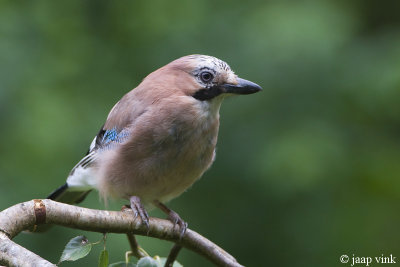 Eurasian Jay - Gaai - Garrulus glandarius