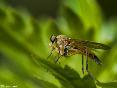 Snipe Fly - Snavelvlieg - Rhagio scolopaceus