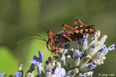 Red Assassin Bug - Rode Roofwants - Rhynocoris iracundus