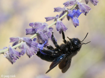 Carpenter Bee - Blauwzwarte Houtbij - Xylocopa violacea