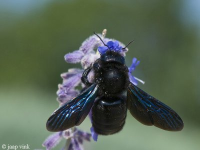 Carpenter Bee - Blauwzwarte Houtbij - Xylocopa violacea