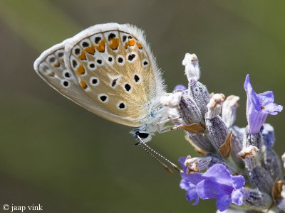 Common Blue - Icarusblauwtje - Polyommatus icarus